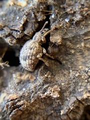 Myosides seriehispidus