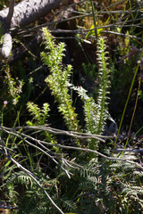 Cullumia setosa setosa
