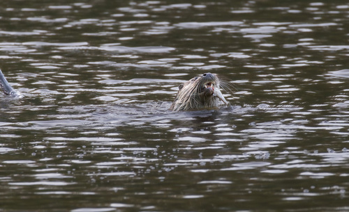 ユーラシアカワウソ