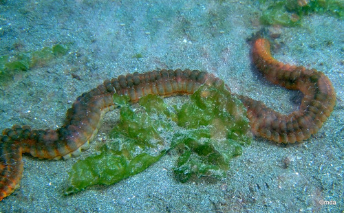 Polyplectana observed 2009-08-05