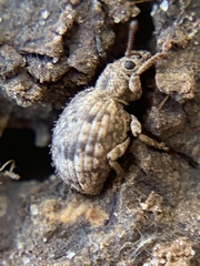 Myosides seriehispidus