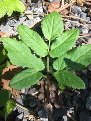 Aegopodium