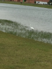 Ardea alba