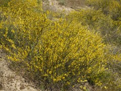 Chamaecytisus borysthenicus