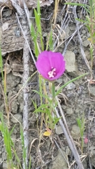 Clarkia gracilis