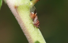 Cacopsylla notapennis