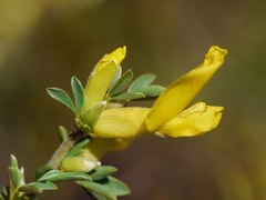 Chamaecytisus borysthenicus