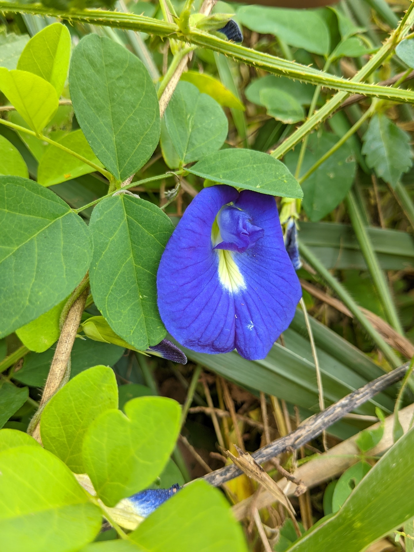 Clitoria ternatea