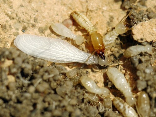 Mediterranean Termite photo 2