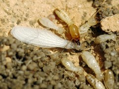 Reticulitermes lucifugus