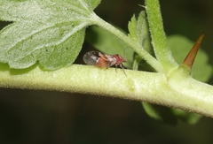 Cacopsylla notapennis