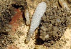 Reticulitermes lucifugus