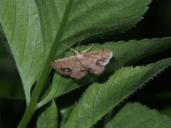Idaea chotaria