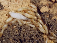 Reticulitermes lucifugus