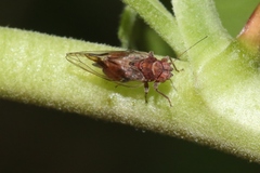 Cacopsylla notapennis