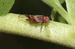 Cacopsylla notapennis