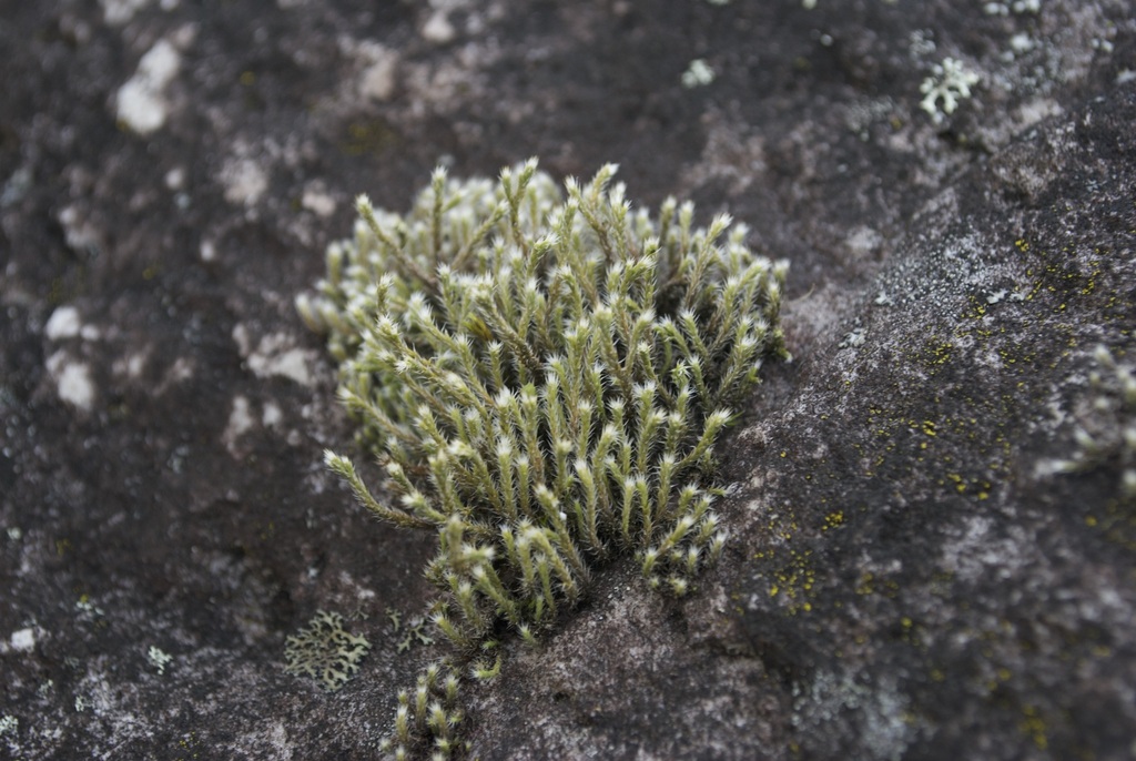 Hedwigia nivalis