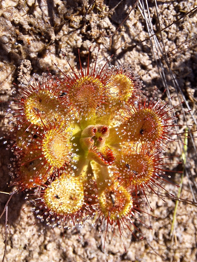 Drosera sessilifolia, Arinos, MG, 38680-000, Brasil