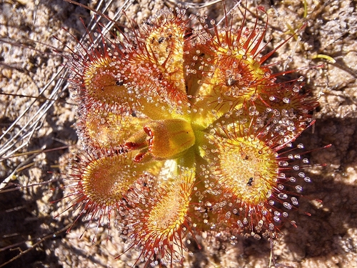 Drosera sessilifolia