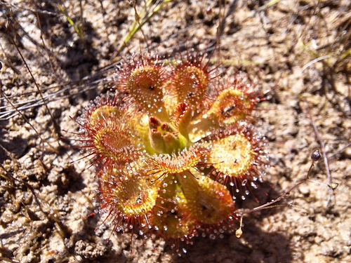 Drosera sessilifolia