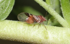 Cacopsylla notapennis