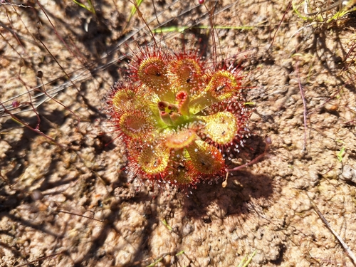 Drosera sessilifolia