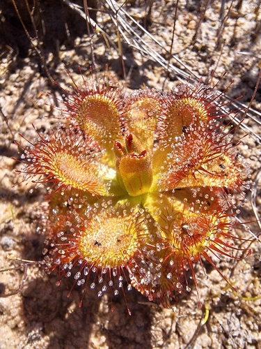 Drosera sessilifolia