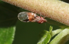 Cacopsylla notapennis