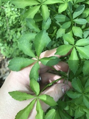 Eleutherococcus sieboldianus