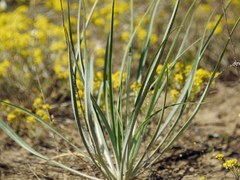Tragopogon borysthenicus