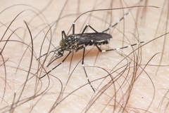 Aedes sierrensis