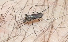 Aedes sierrensis