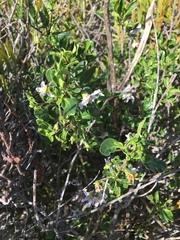 Solanum guineense