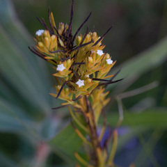 Thesium capitatum