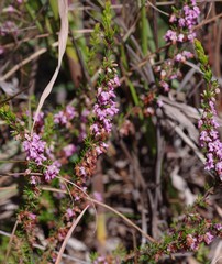 Erica intervallaris