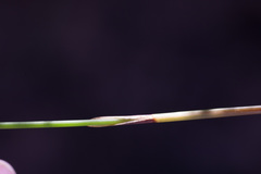 Hypodiscus alboaristatus