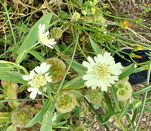 Image of Lomelosia prolifera by (c) ramidos, some rights reserved (CC BY)