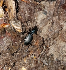 Pterostichus moestus