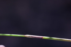 Hypodiscus alboaristatus