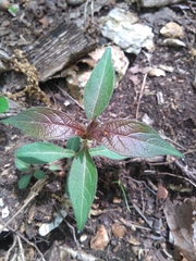 Triosteum aurantiacum