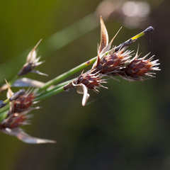 Hypodiscus alboaristatus