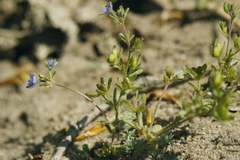 Veronica triphyllos