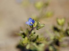 Veronica triphyllos