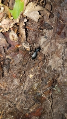 Pterostichus moestus