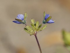 Veronica triphyllos