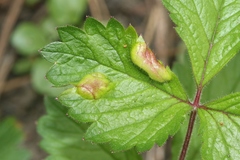 Taphrina tormentillae