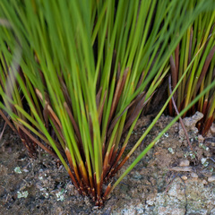 Hypodiscus alboaristatus