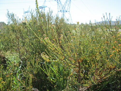 Image of Leucadendron levisanus by (c) De Waal Hugo, some rights reserved (CC BY)