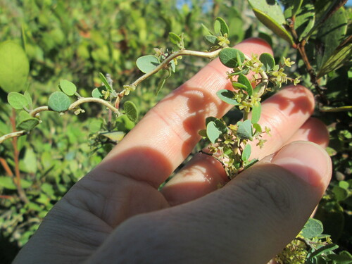 Image of Cape Moonseed Vine (Cissampelos capensis) by (c) De Waal Hugo, some rights reserved (CC BY)