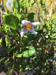 Solanum guineense